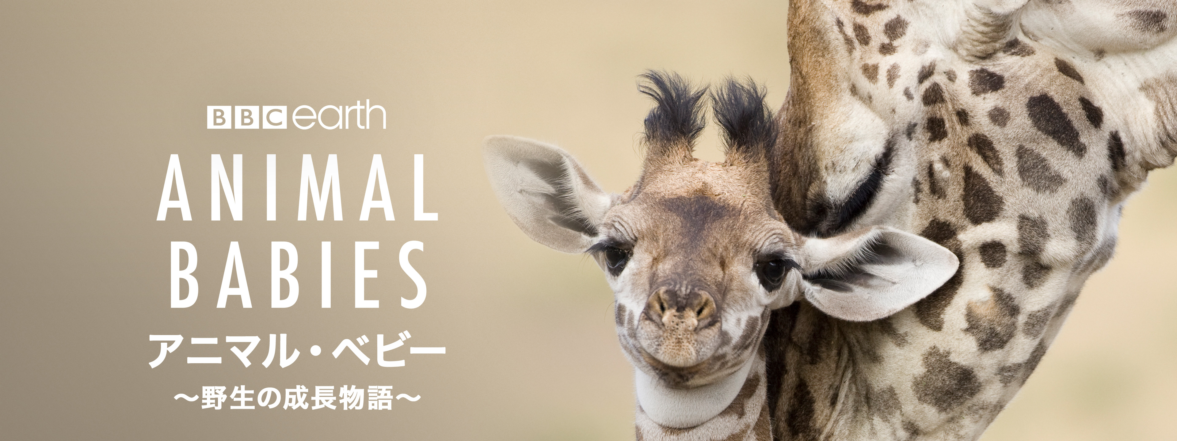 アニマル・ベビー ～野生の成長物語～ | Hulu(フールー)