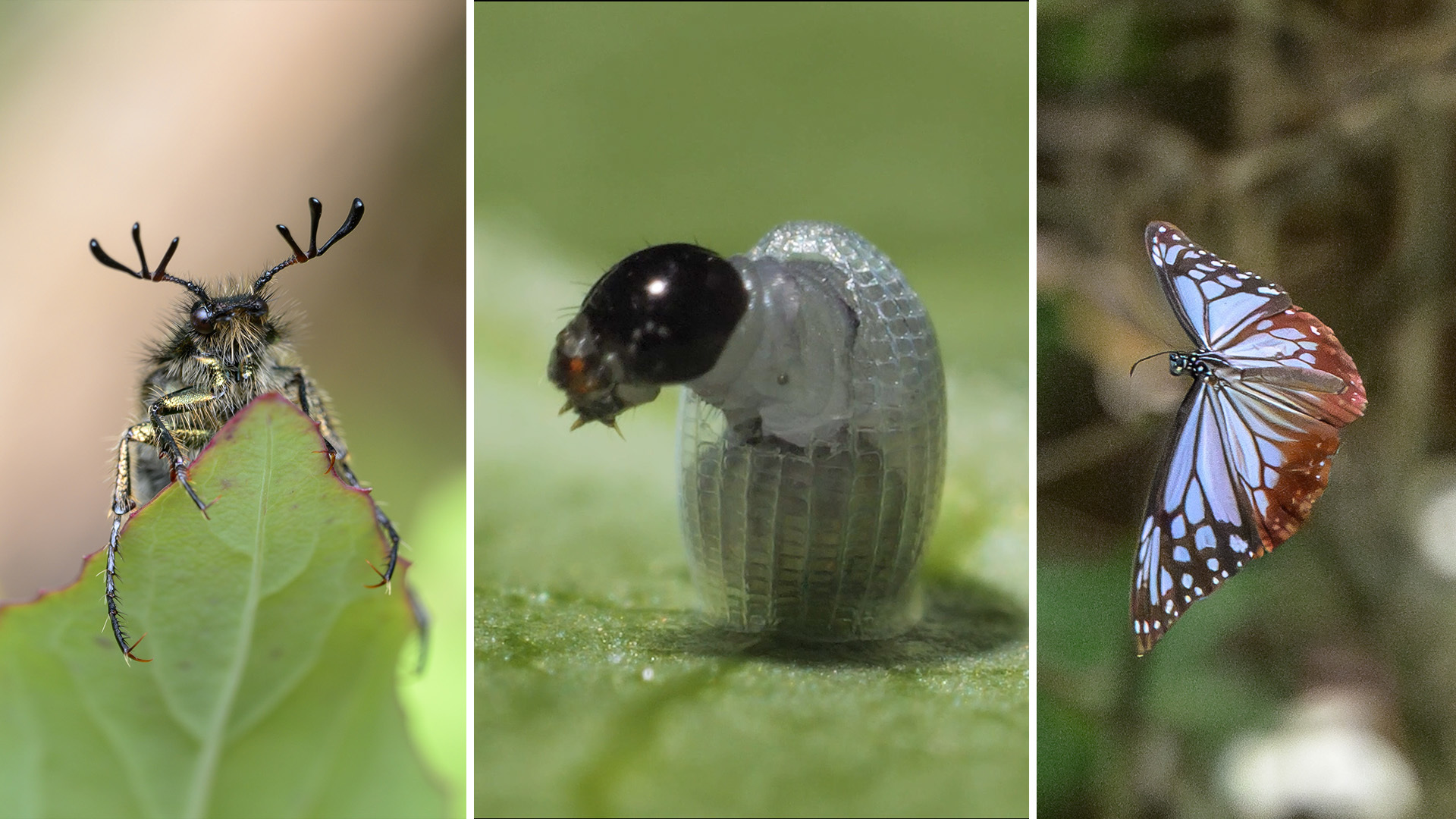 いきものの森SP見られなくなった植物復活? タイムカプセル実験