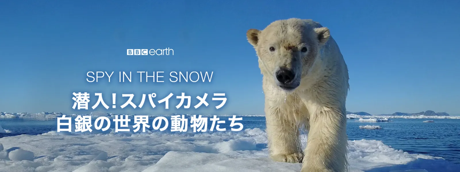 潜入! スパイカメラ ～白銀の世界の動物たち - サムネイル