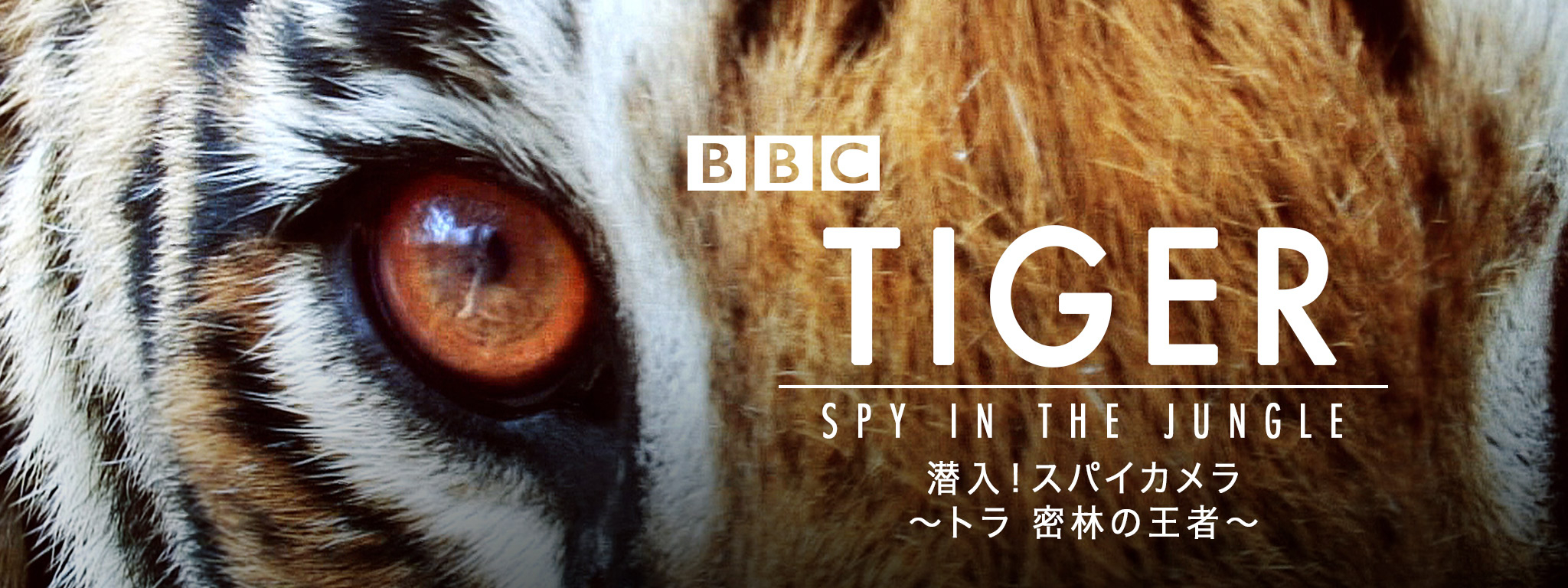 潜入! スパイカメラ 〜トラ 密林の王者〜 が見放題！  Hulu(フールー 