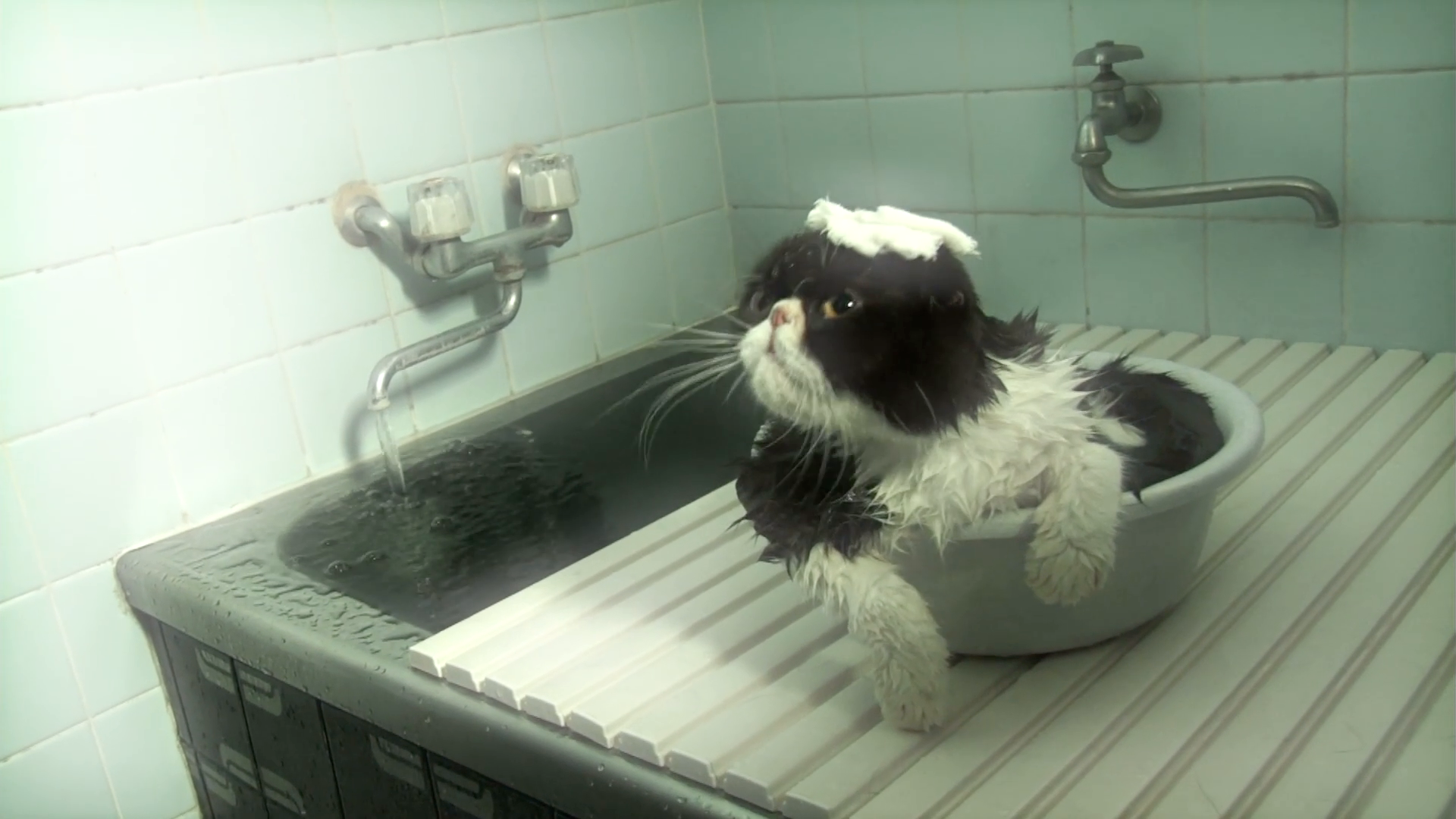 第8話 猫とは尽きる事なき新発見である。