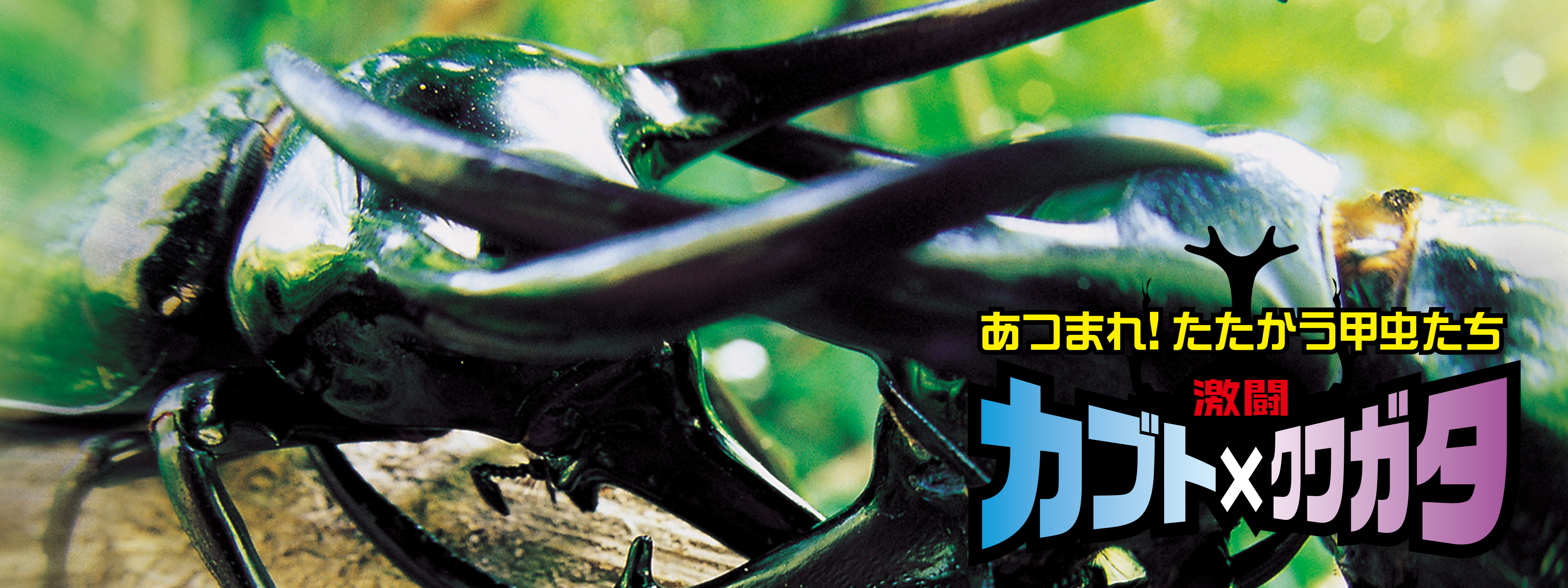Amazon.co.jp: 激闘 カブト×クワガタ ~あつまれ!たたかう甲虫