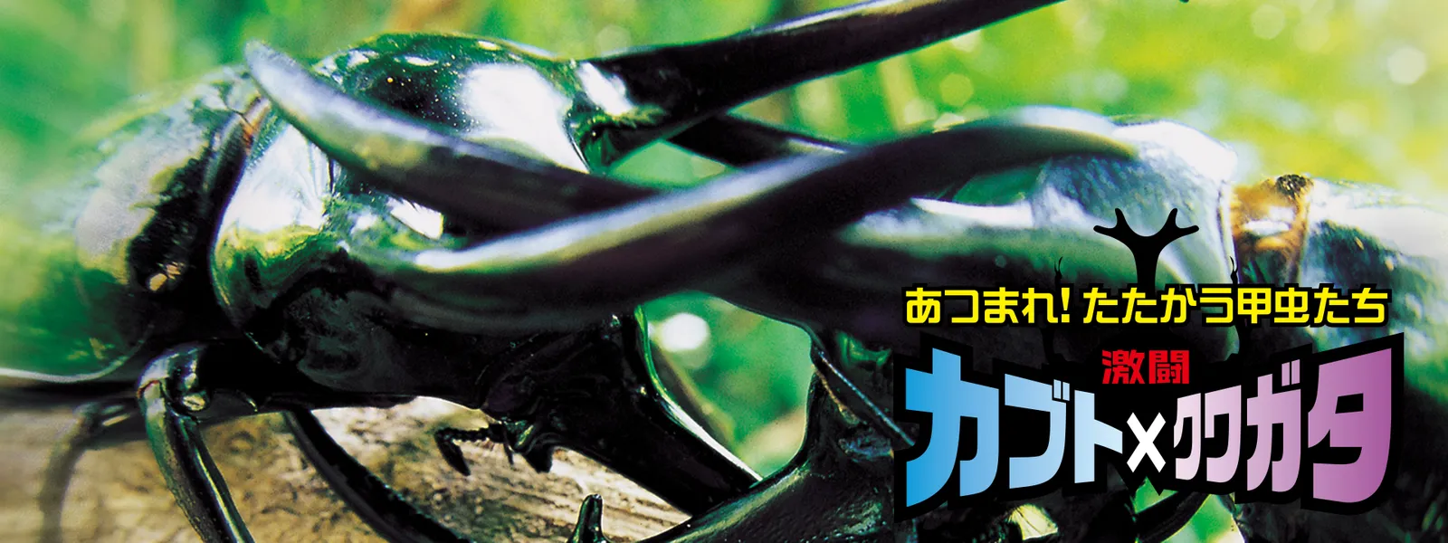 激闘 カブト×クワガタ ～あつまれ! たたかう甲虫たち～ - サムネイル