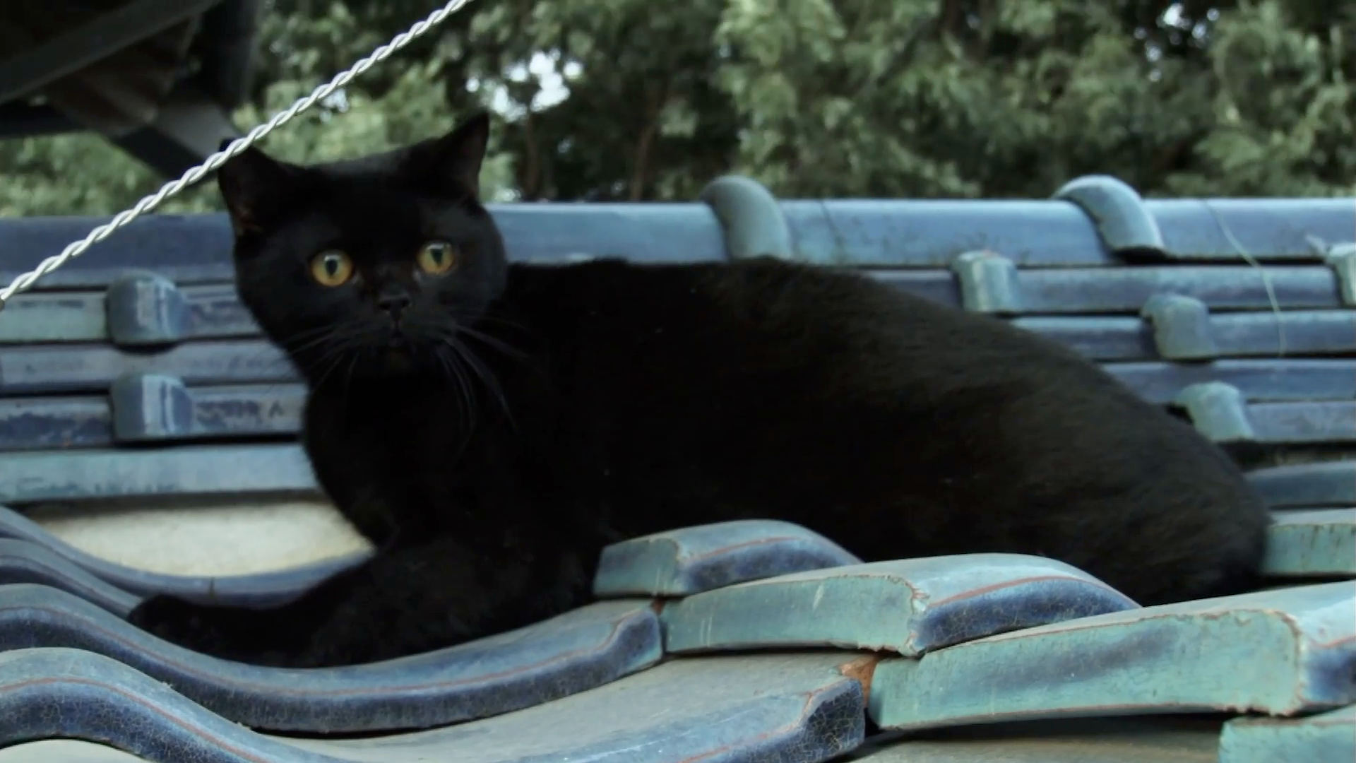 第11話 どんなものも待つ者の元にやってくる…猫を除いては。