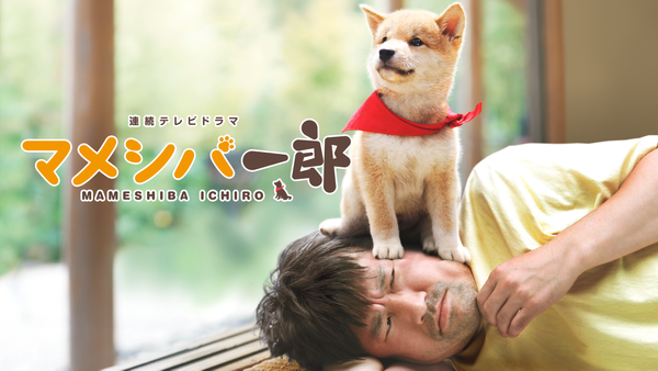 連続テレビドラマ マメシバ一郎 DVD-BOX tf8su2k 連続テレビドラマ マメシバ一郎 | Hulu(フールー)