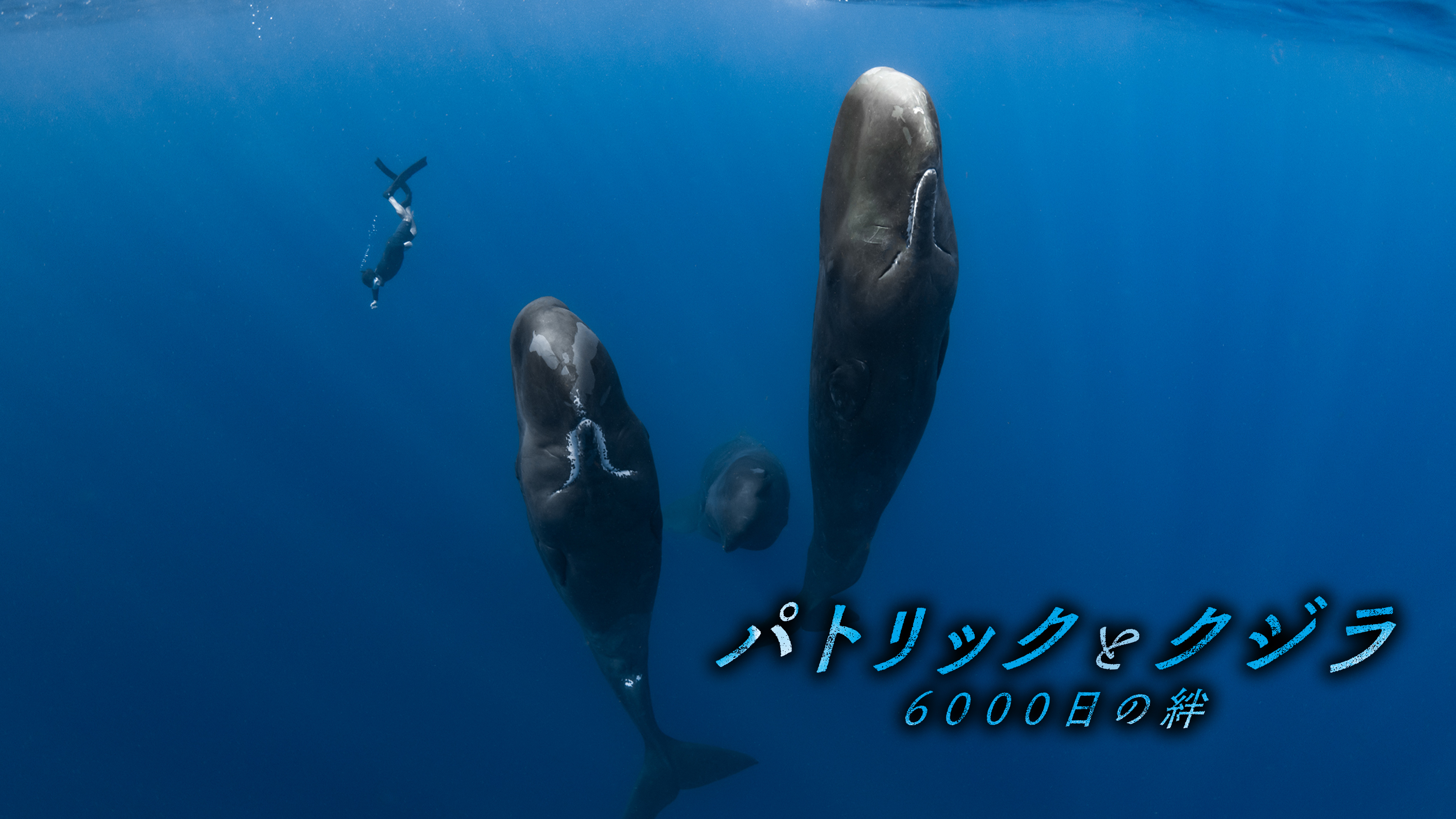 パトリックとクジラ 6000日の絆 | Hulu(フールー)