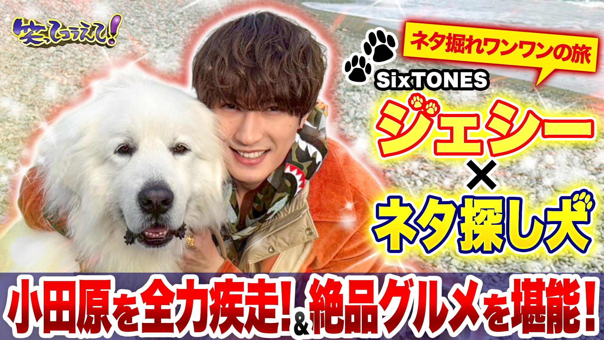 ジェシーがワンワンの旅参戦! 大型犬と全力疾走!? 冬の小田原グルメ旅