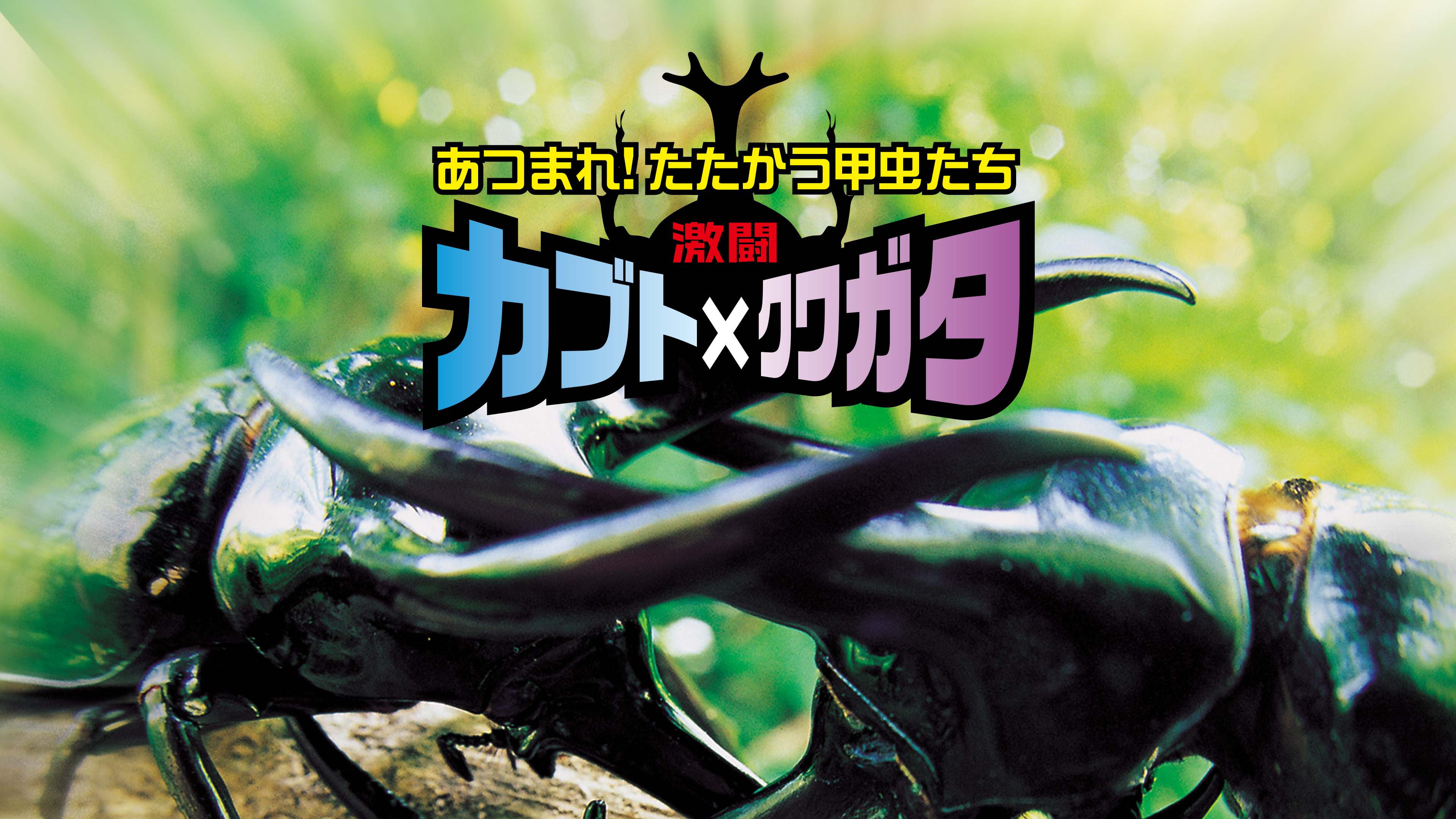 Amazon.co.jp: 激闘 カブト×クワガタ ~あつまれ!たたかう甲虫