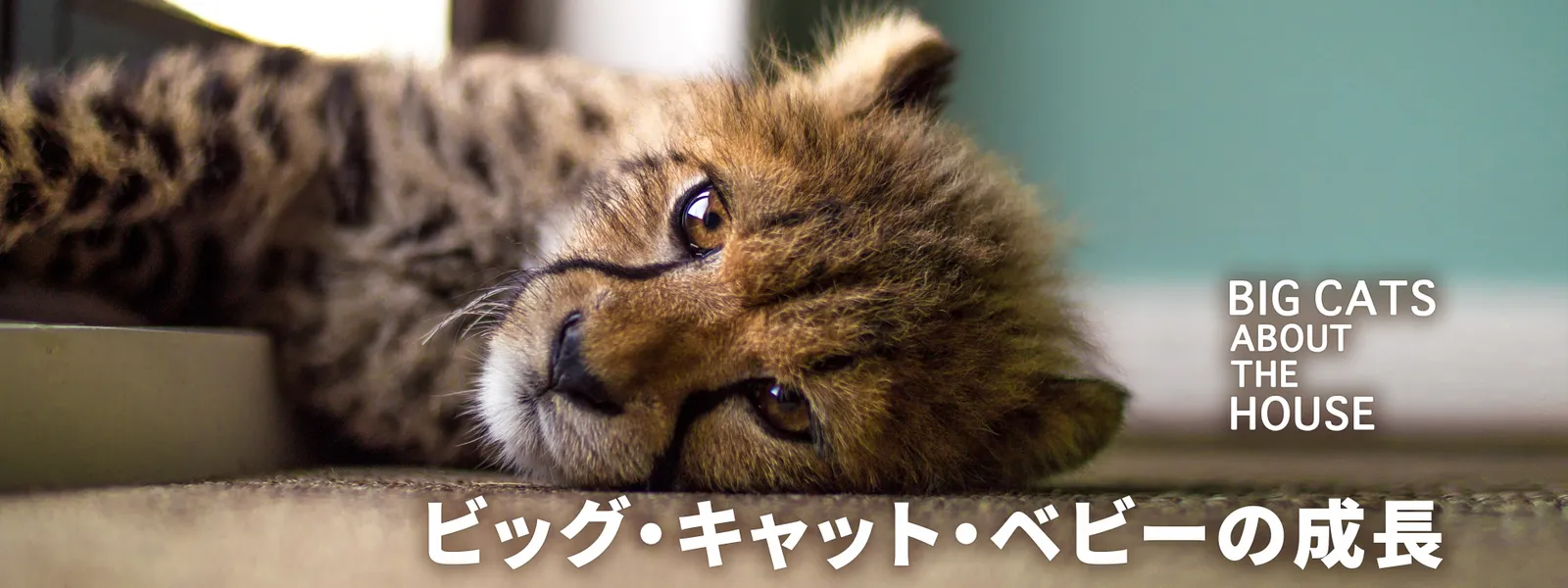 ビッグ･キャット･ベビーの成長 - サムネイル