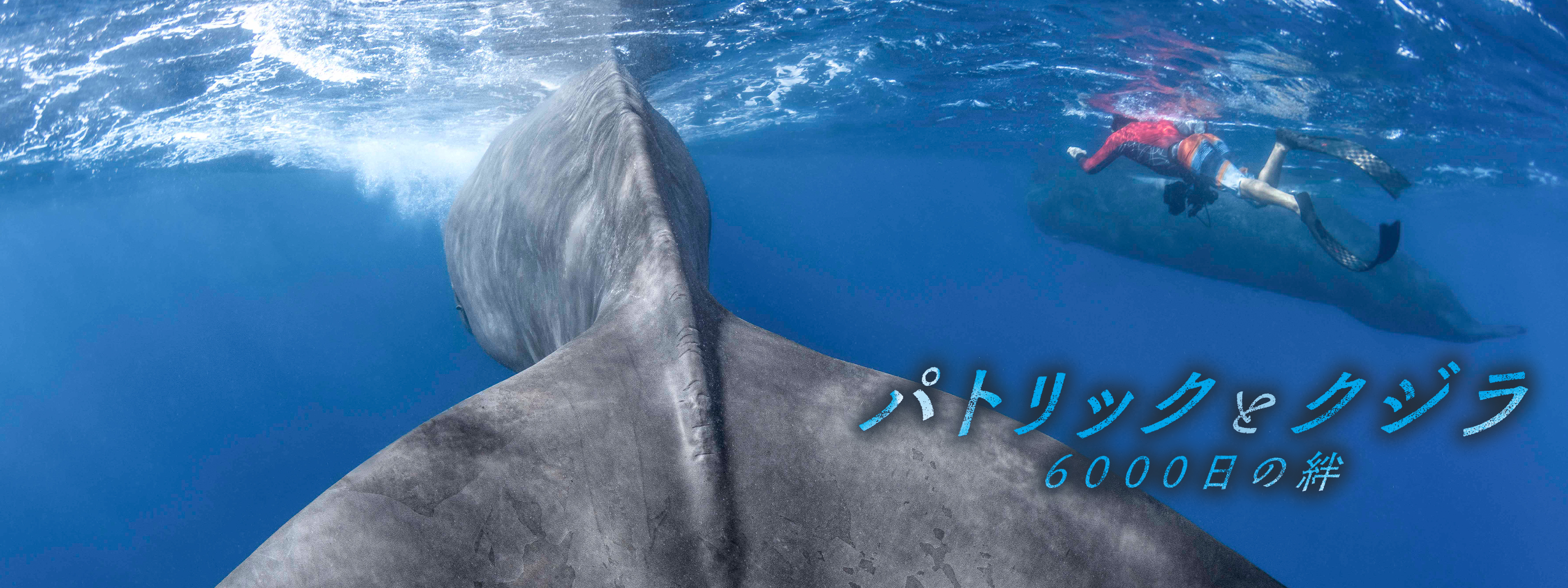 パトリックとクジラ 6000日の絆 | Hulu(フールー)