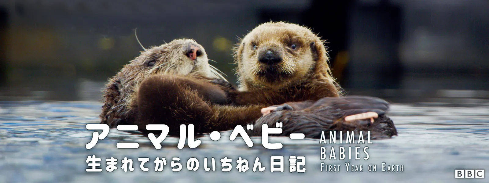 アニマル･ベビー ～生まれてからのいちねん日記～ - サムネイル