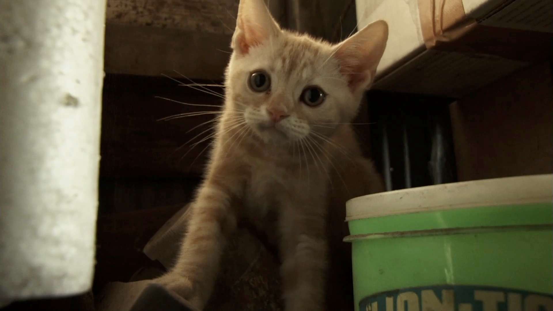 第10話 猫は、人を変える事ができる。