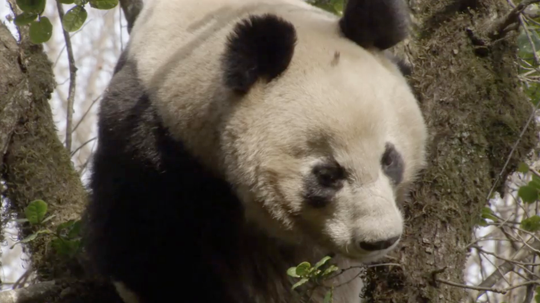 (字) 雲上の楽園