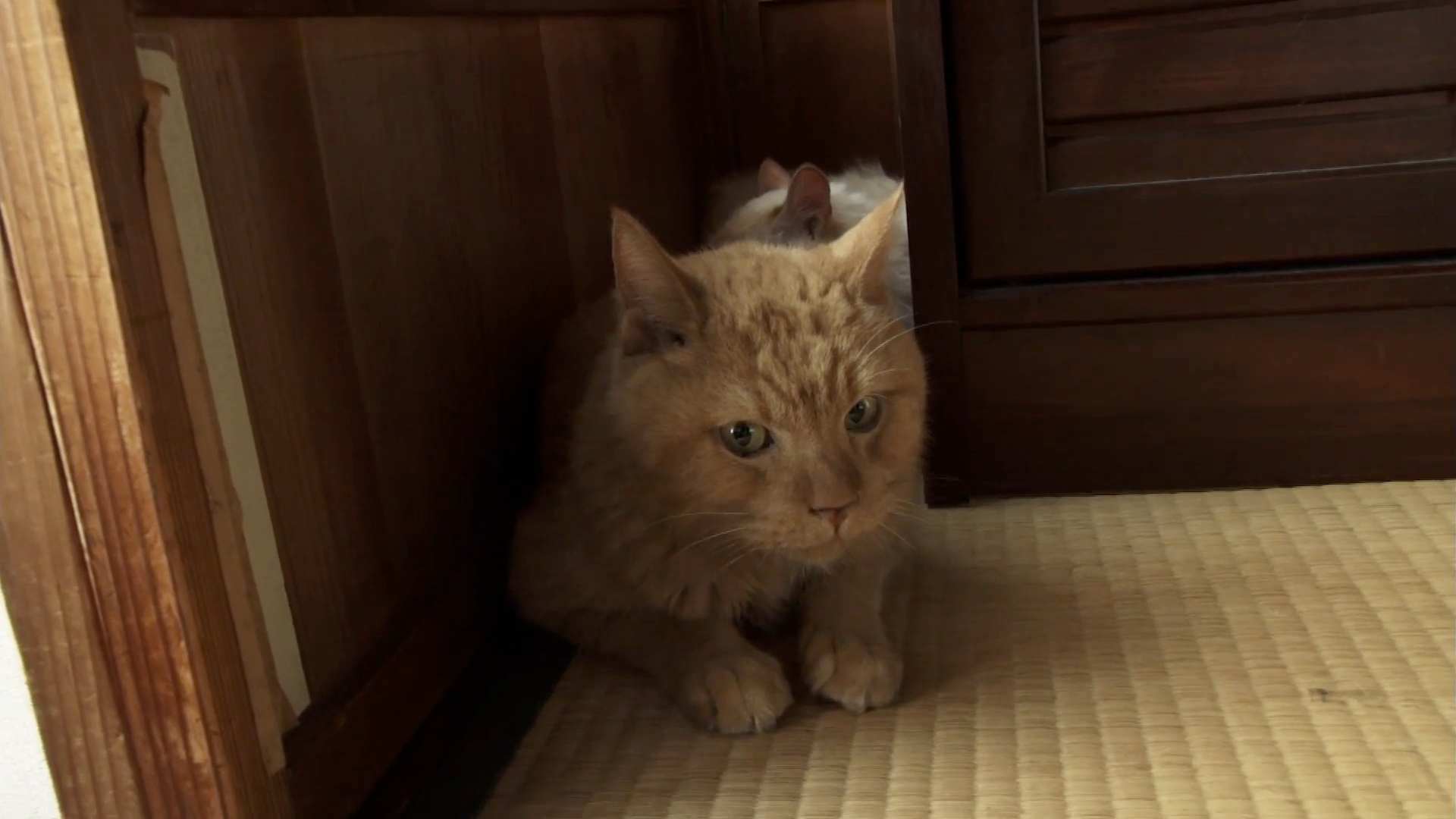 第2話 猫とは、解答のないパズルである。