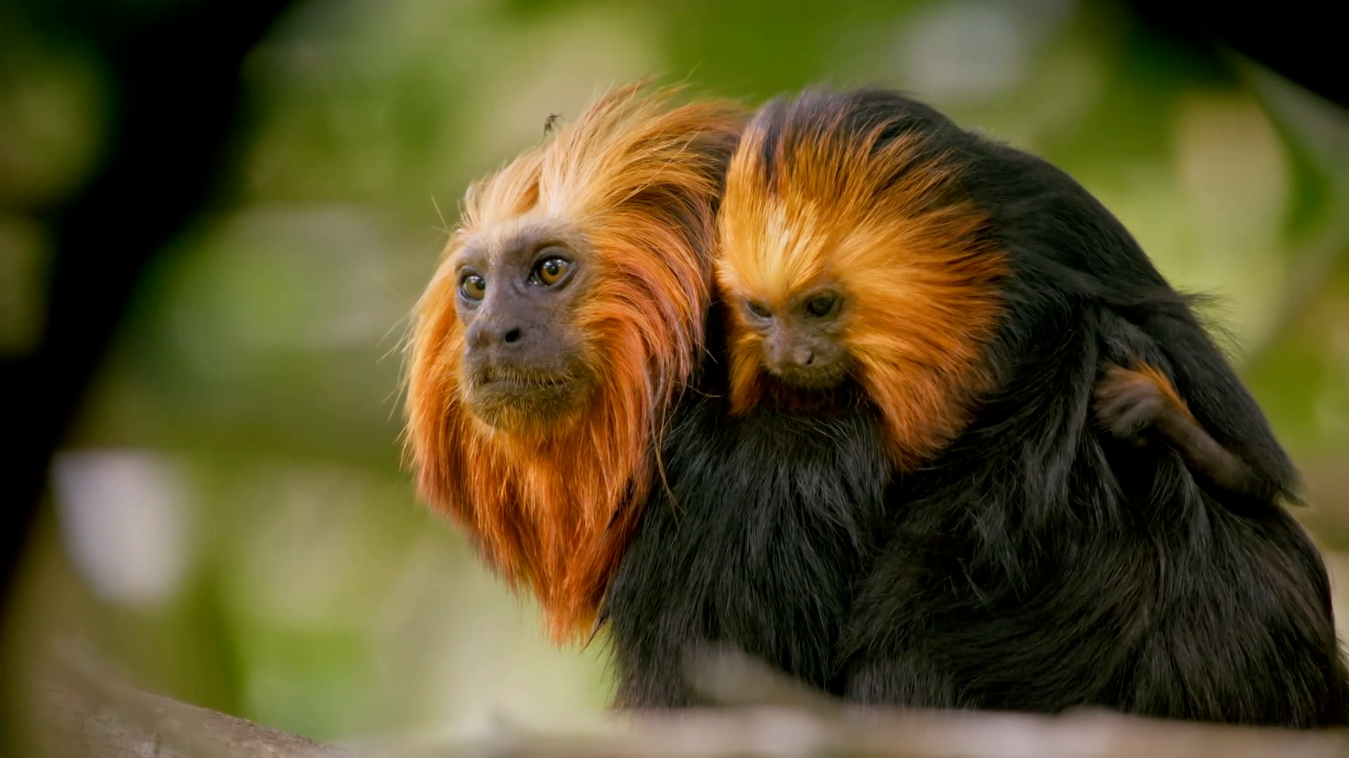 (吹) 受け継ぐために