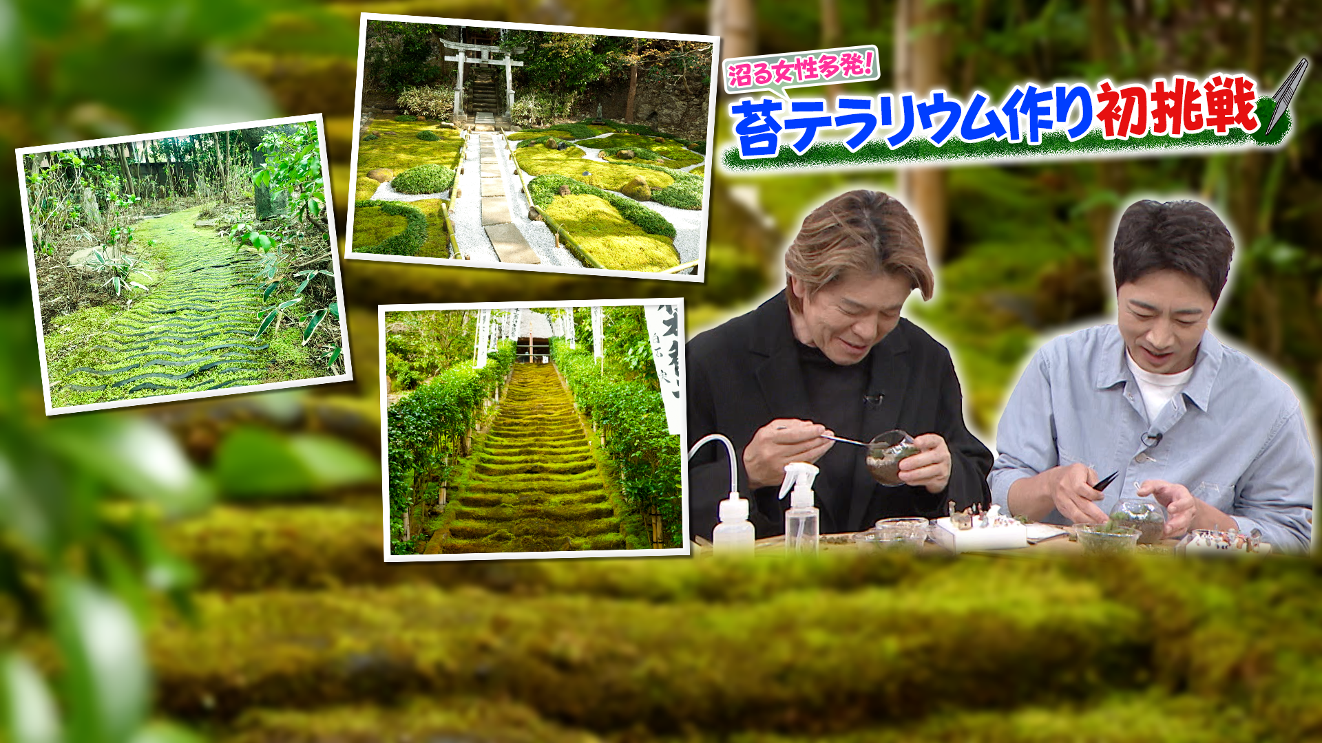 鎌倉でもののけ姫探し 知られざる苔の世界