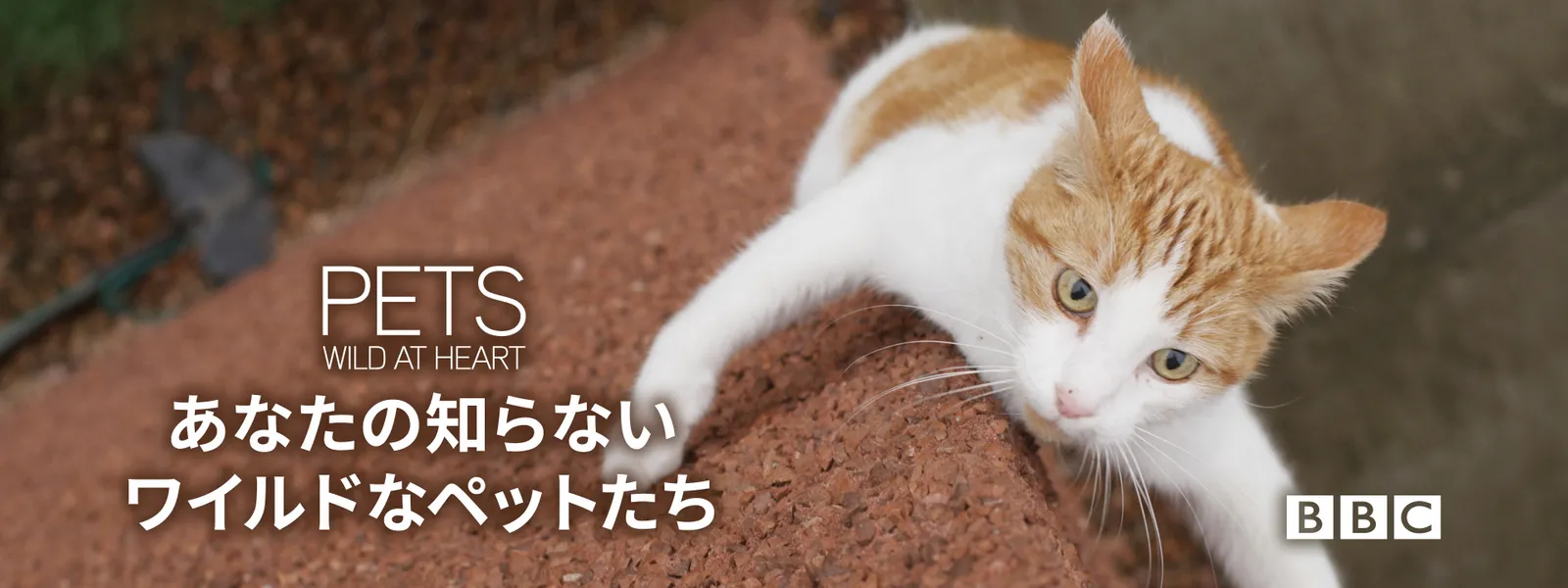 あなたの知らないワイルドなペットたち - サムネイル
