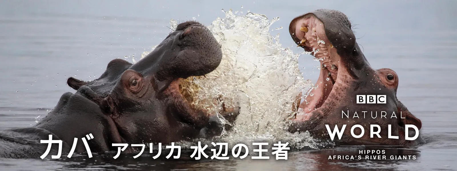 カバ ～アフリカ 水辺の王者～ - サムネイル