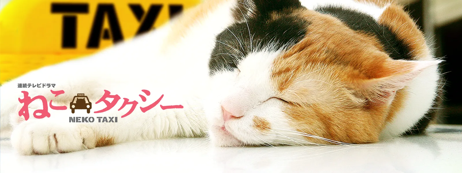 連続テレビドラマ ねこタクシー | Hulu(フールー)