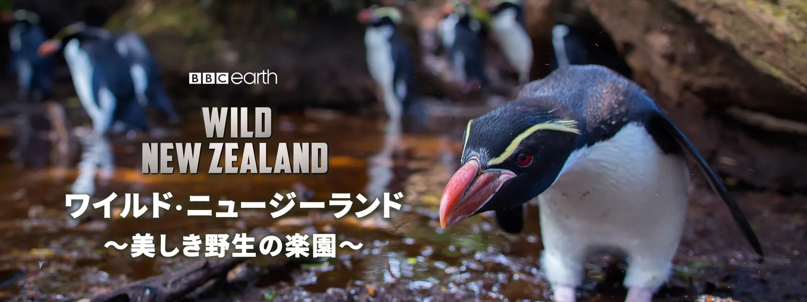 ワイルド･ニュージーランド 〜美しき野生の楽園〜 - サムネイル