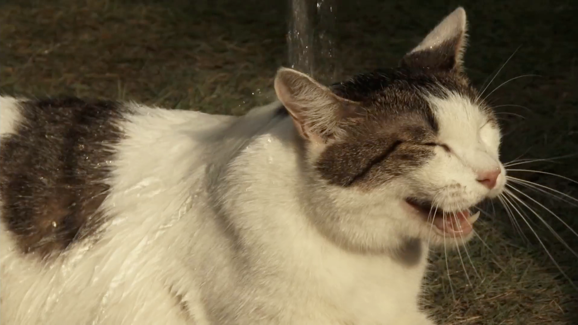 第6話 猫は特別な存在だ。抱くことしかできないのだから。