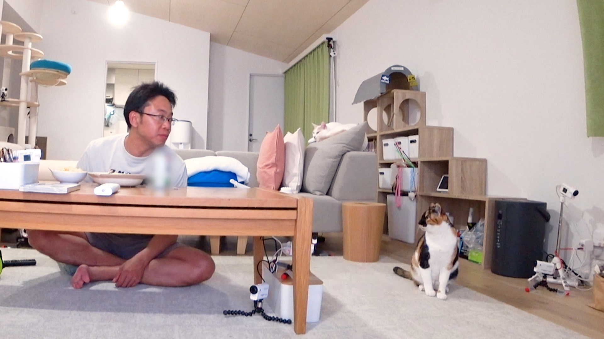 池崎の新保護猫施設が完成! 50匹お引っ越しSP