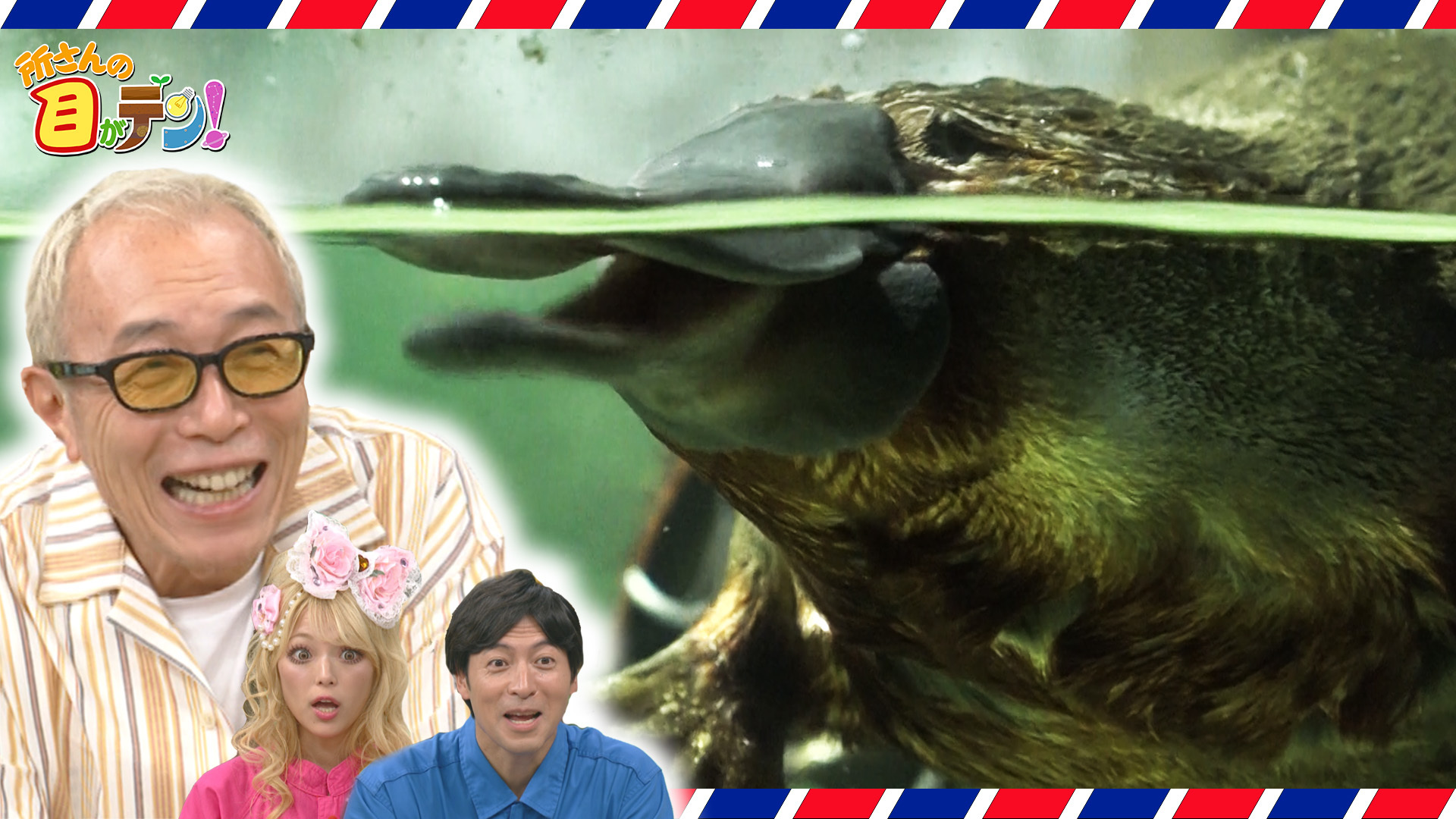 桝太一がナビゲート!! タスマニアの超不思議な生き物カモノハシ