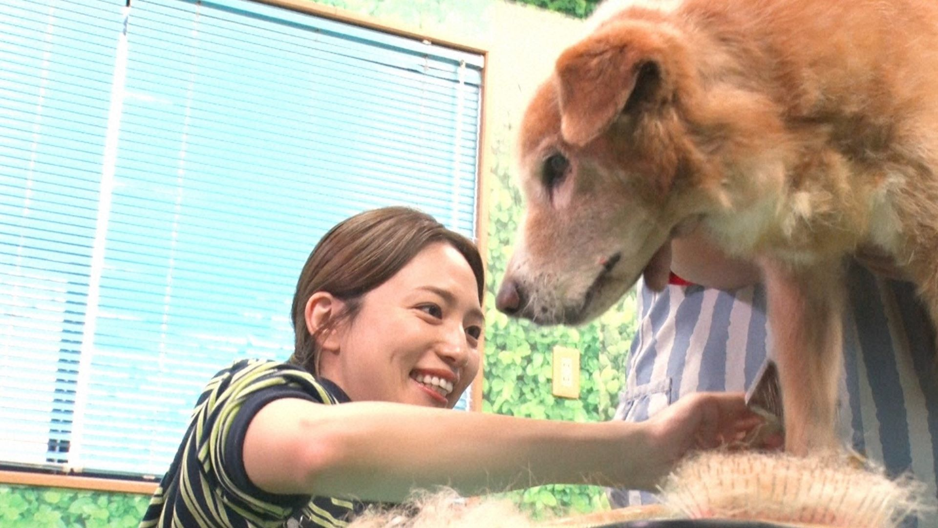 ニャレ兄の超ビビり猫&相葉トリミングに川口春奈が