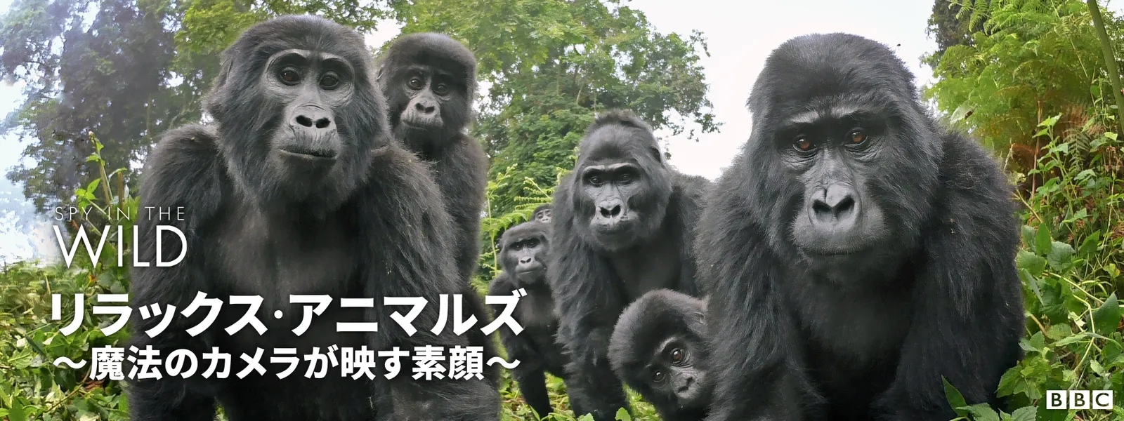 リラックス･アニマルズ ～魔法のカメラが映す素顔～ - サムネイル