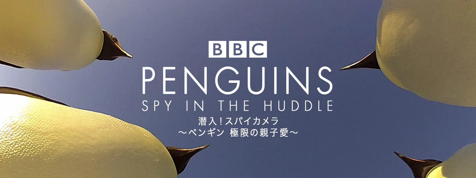 潜入! スパイカメラ 〜ペンギン 極限の親子愛〜 - サムネイル