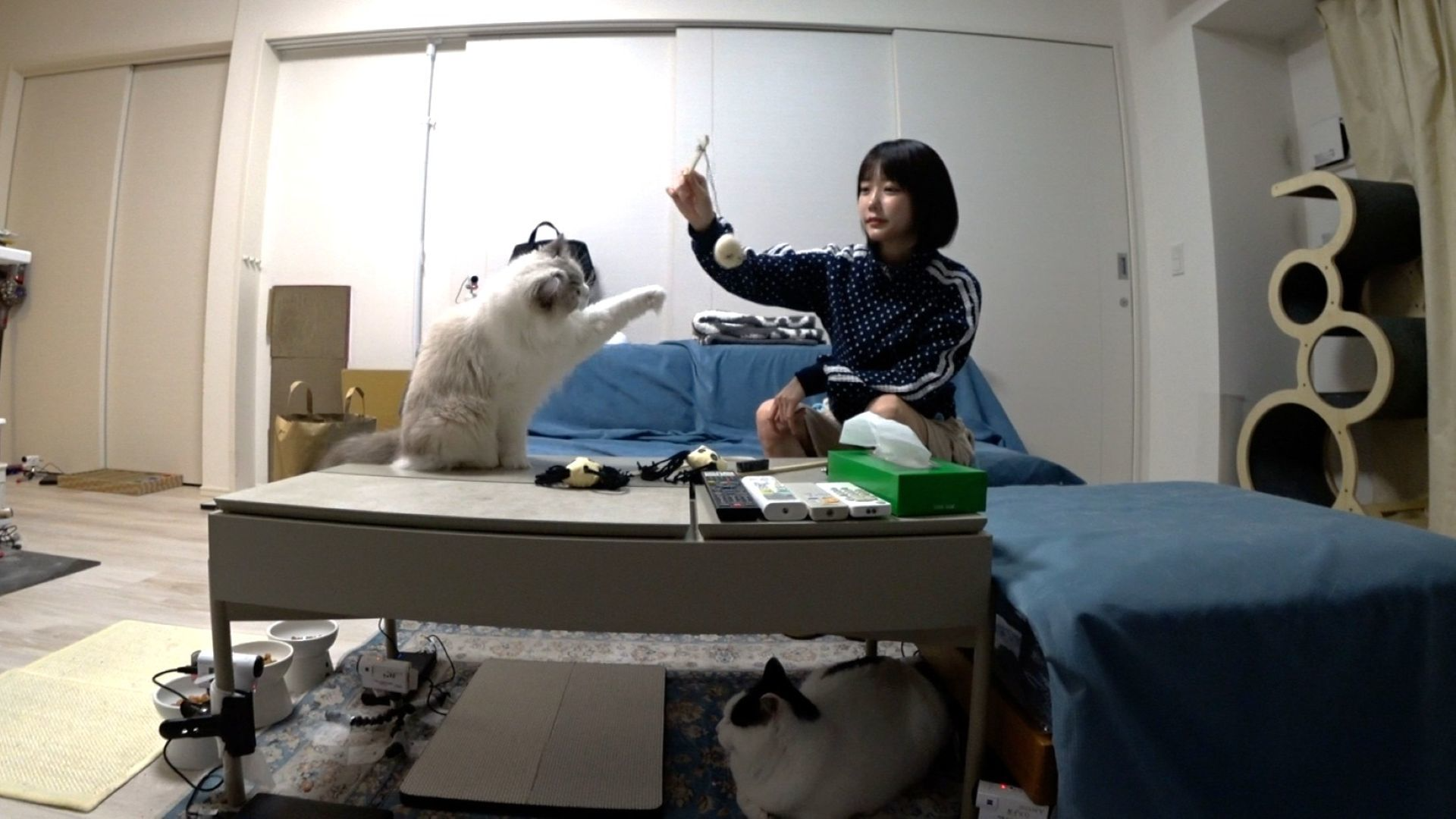 ティモンディ前田家に猫マスターあのちゃん登場