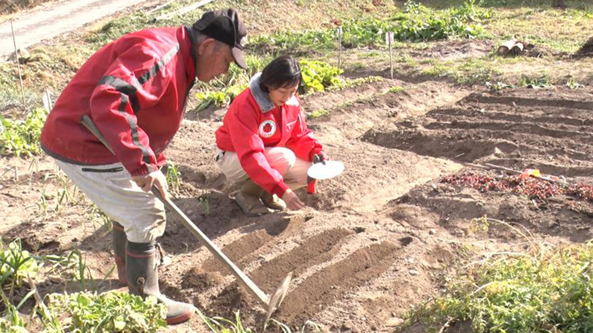 紘二の教え 農業編 野菜の植え付けと種まき