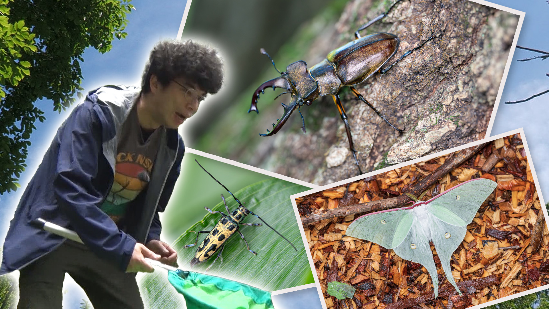 昆虫大好き俳優、片桐仁がいきものの森でミヤマクワガタに大興奮