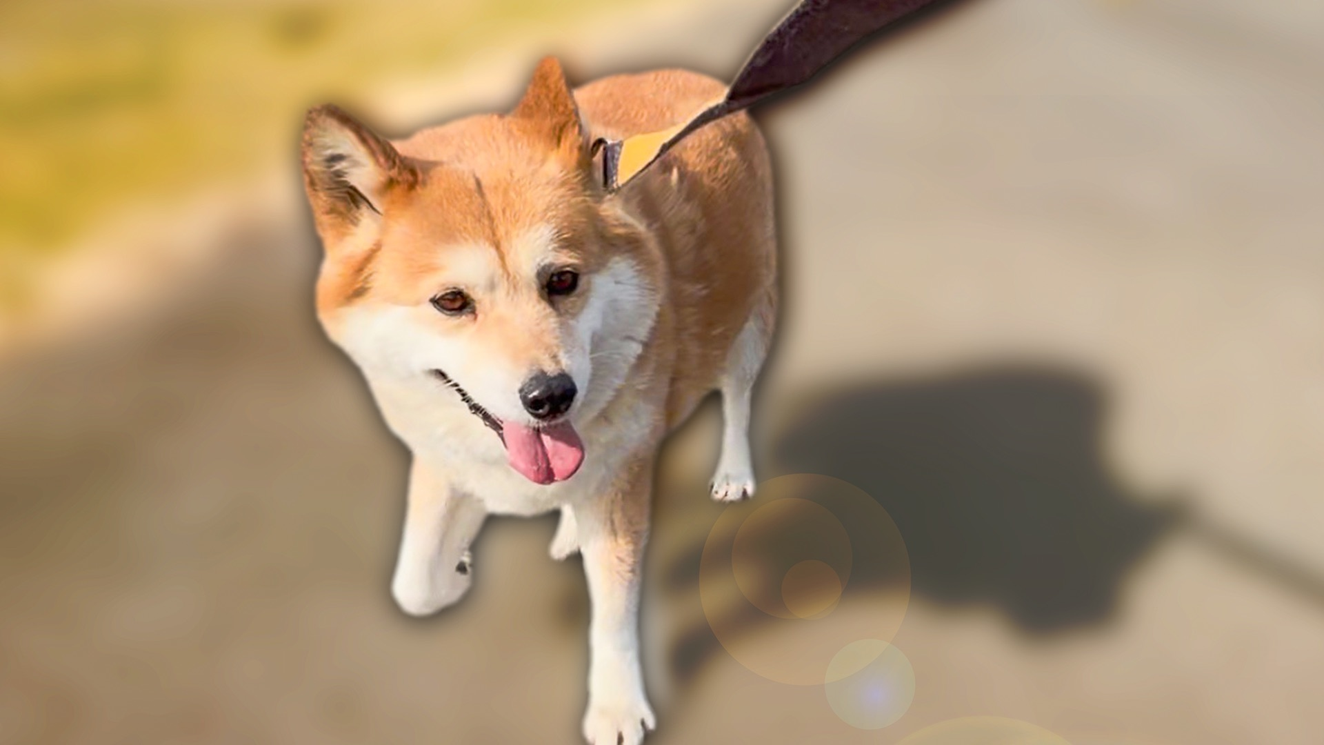 相葉&ヒロミ&有働&宮川トリミング×一茂さんぽ