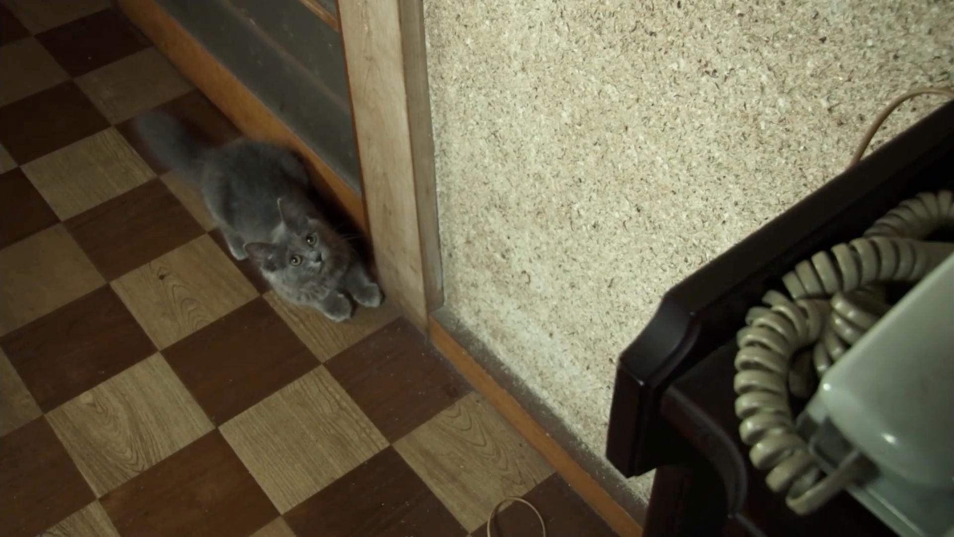 第4話 猫は、どんなに小さくても最高傑作である。