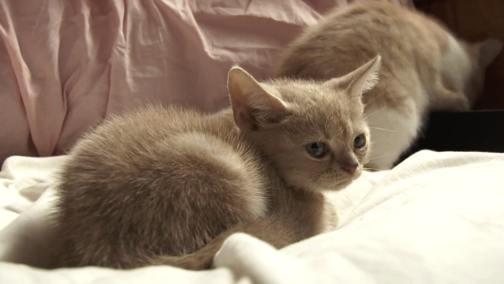 最終話 幸福は猫に似ている。いつの間にか膝の上にいる。