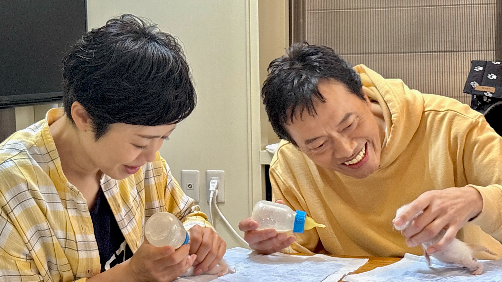 有働由美子&遠藤憲一! 未熟児赤ちゃん猫を救うミルクボランティア