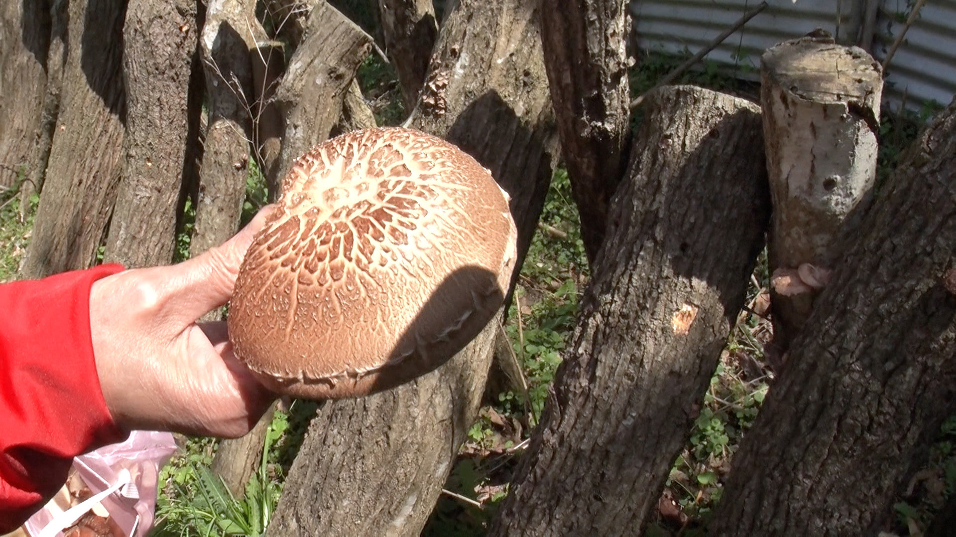 農園に春がやってきた! 絶品しいたけスペシャル!