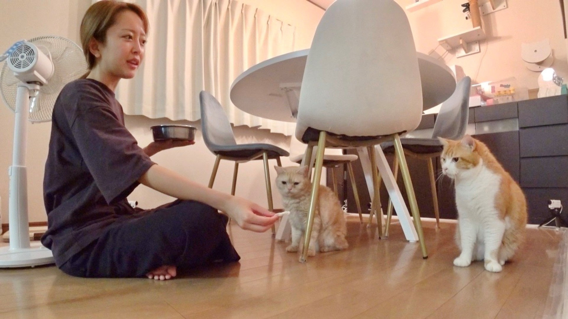 譲渡会まであと8日! みりちゃむシャー猫たくあんを初抱っこ