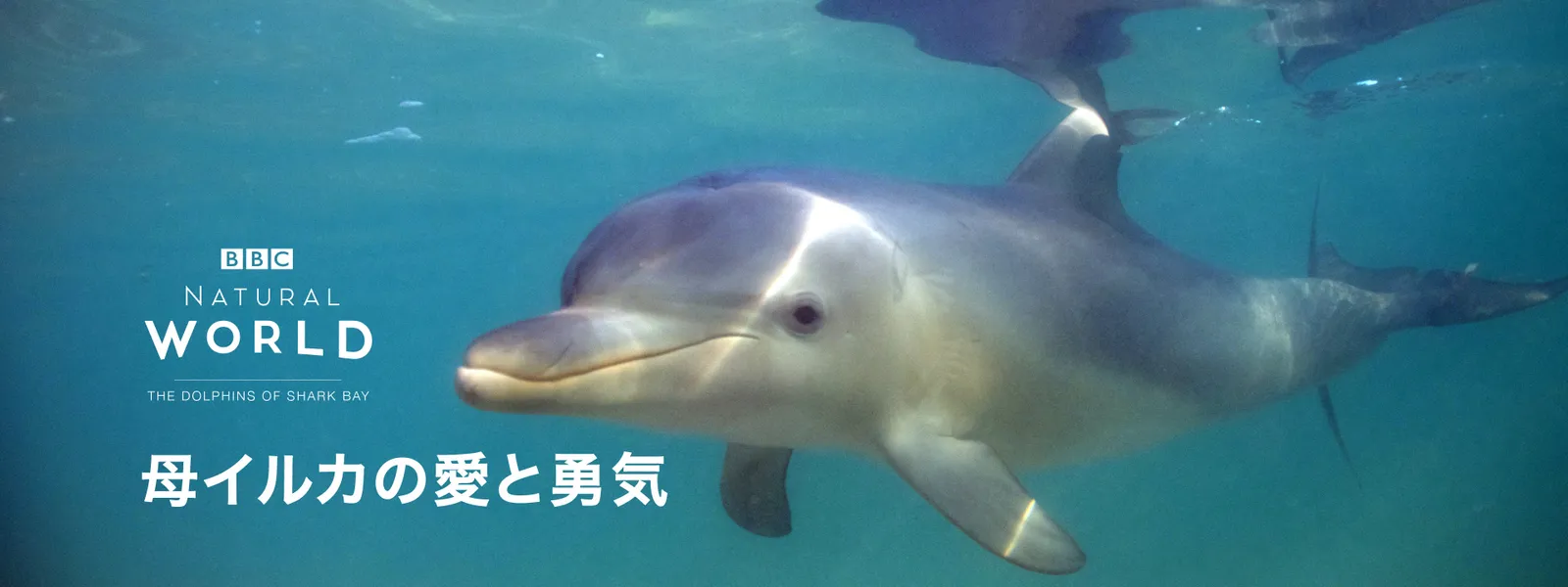 母イルカの愛と勇気 - サムネイル