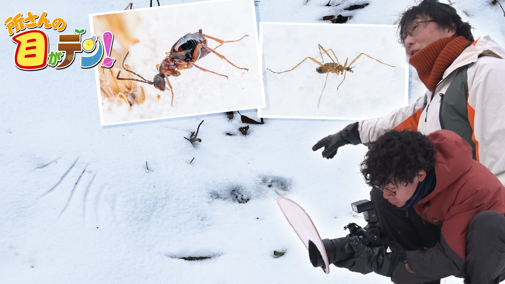 嬬恋村いきものの森でニッチな戦略の昆虫&フクロウの痕跡発見!