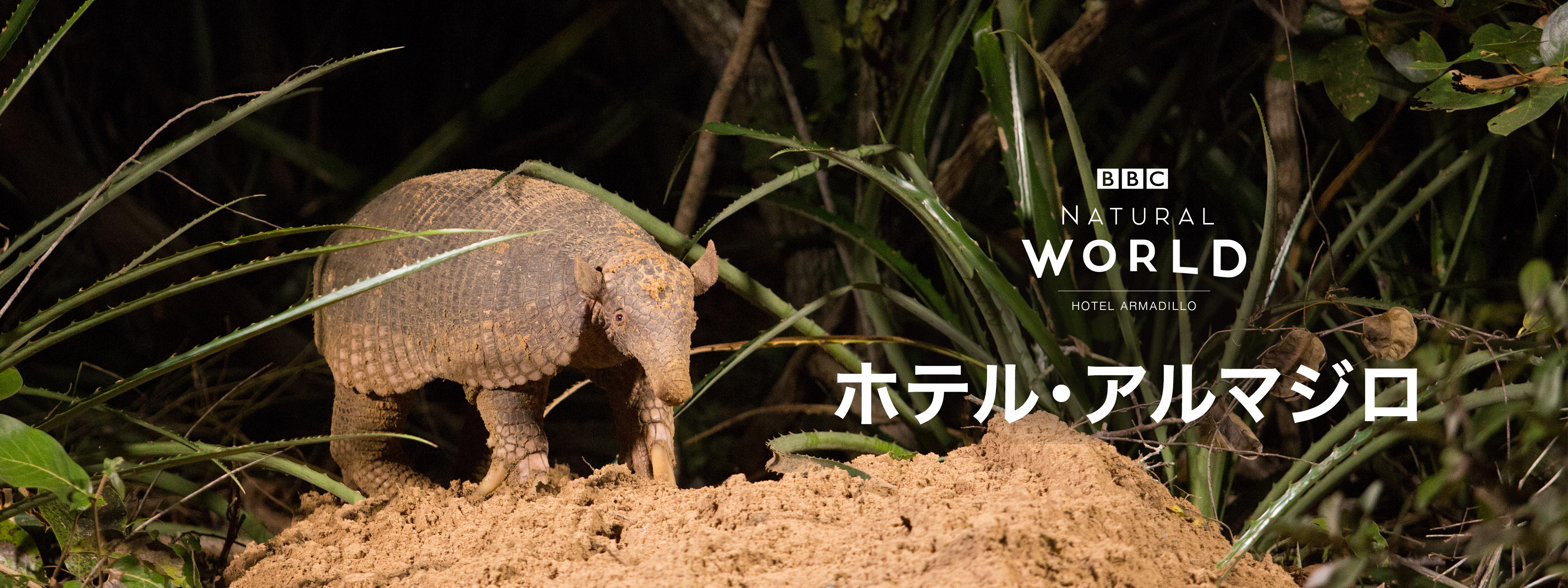 SO FAR SO GOOD Armadillo アルマジロ leaf SO FAR SO GOOD Armadillo アルマジロ leaf