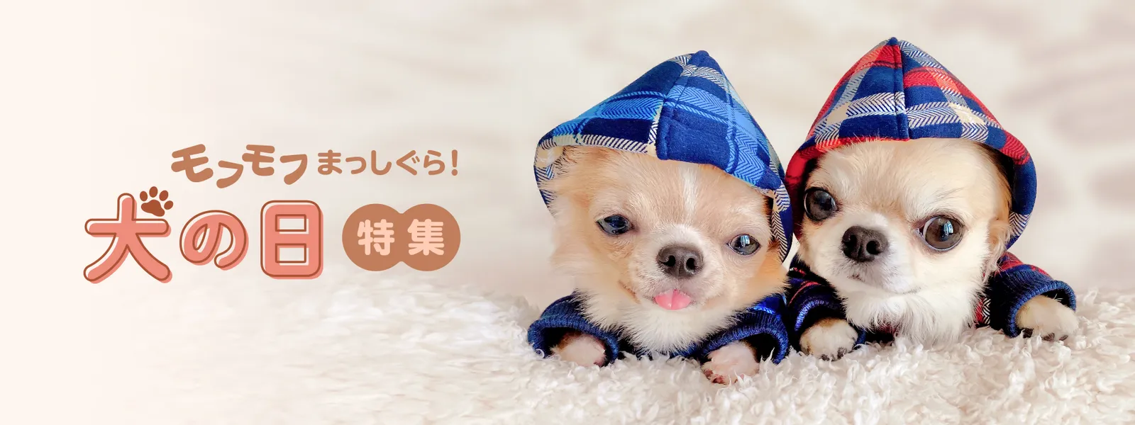 モフモフまっしぐら 犬の日 特集 Hulu フールー お試し無料