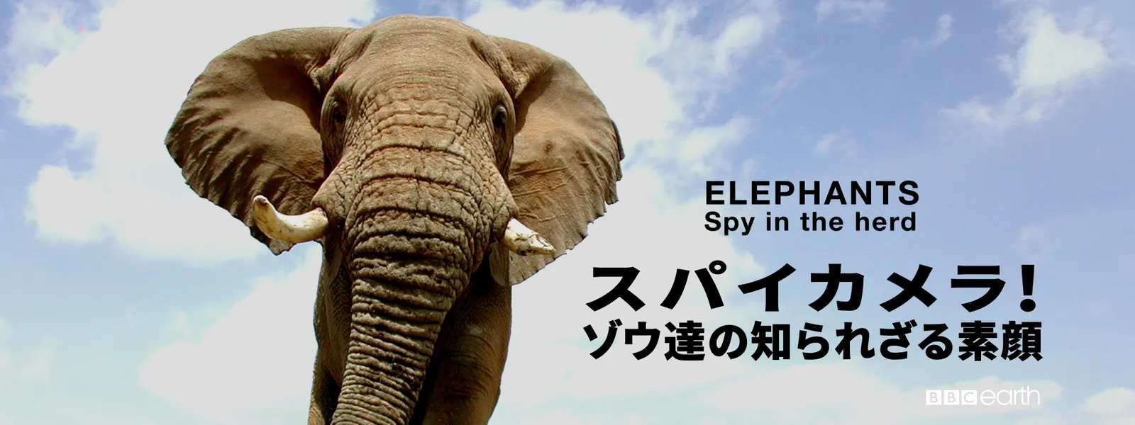 スパイカメラ! ゾウ達の知られざる素顔 - サムネイル