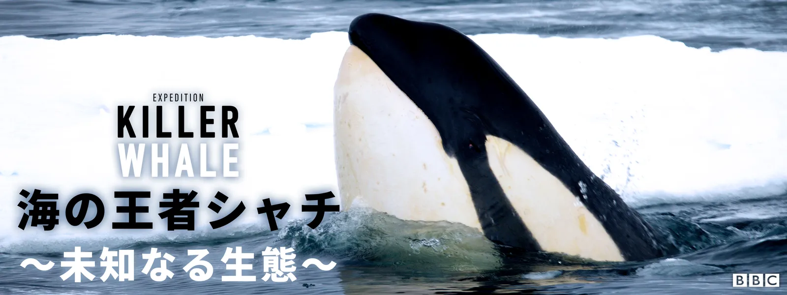 海の王者シャチ ～未知なる生態～ - サムネイル