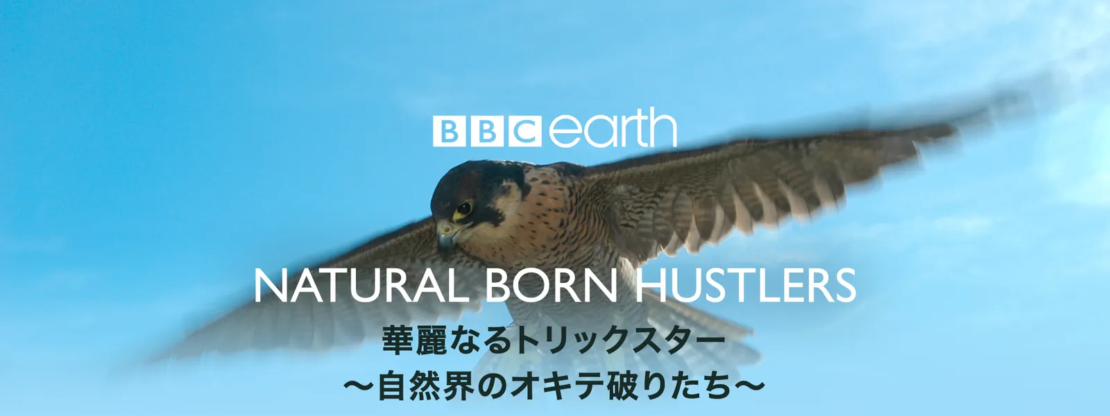 華麗なるトリックスター ～自然界のオキテ破りたち - サムネイル