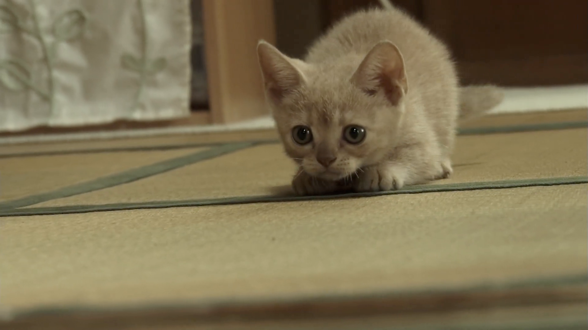 第3話 実のところ、猫に猫なで声はいらない。