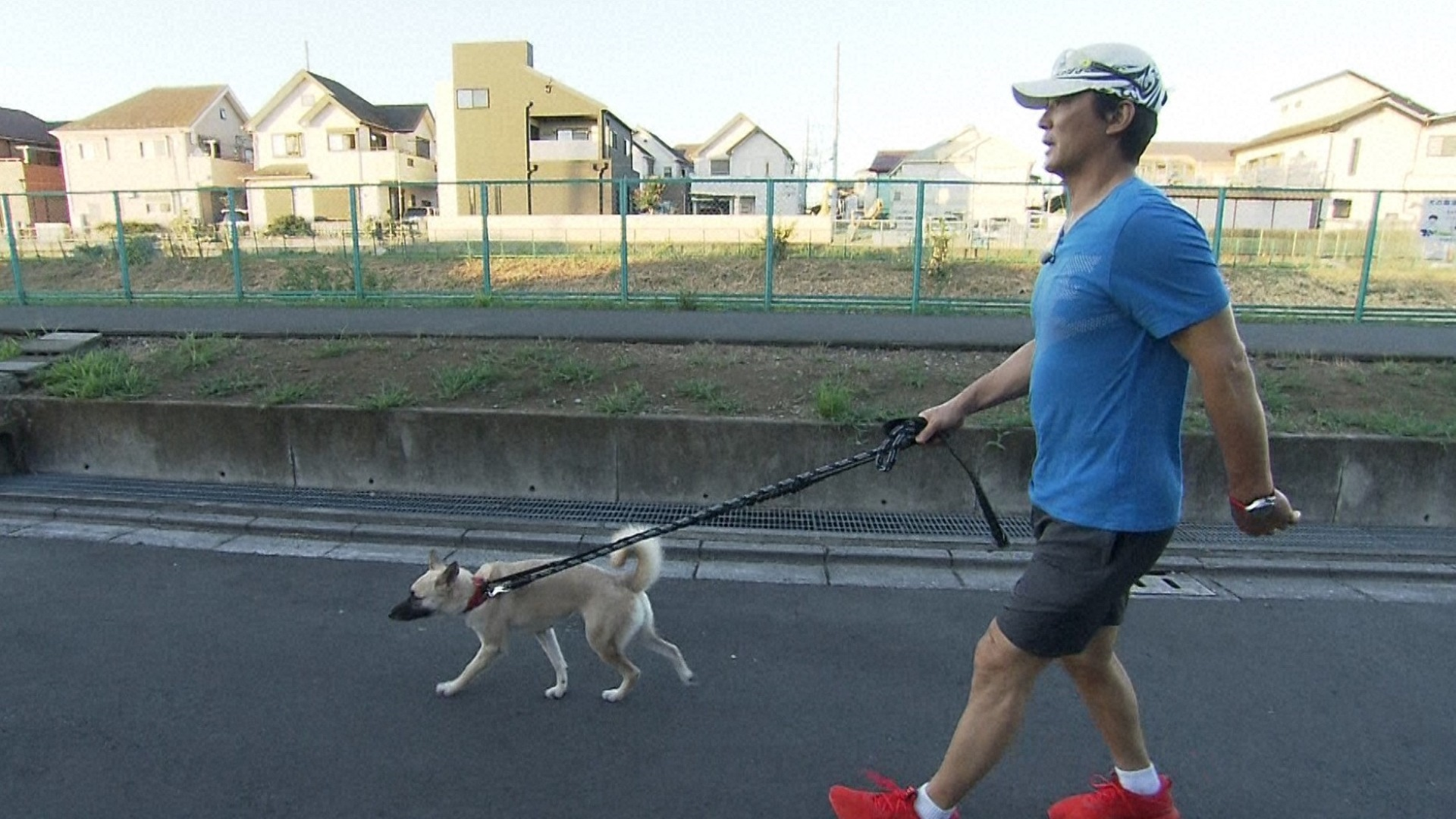 ティモンディ前田預かり猫がラミレス家へ&一茂保護犬さんぽ
