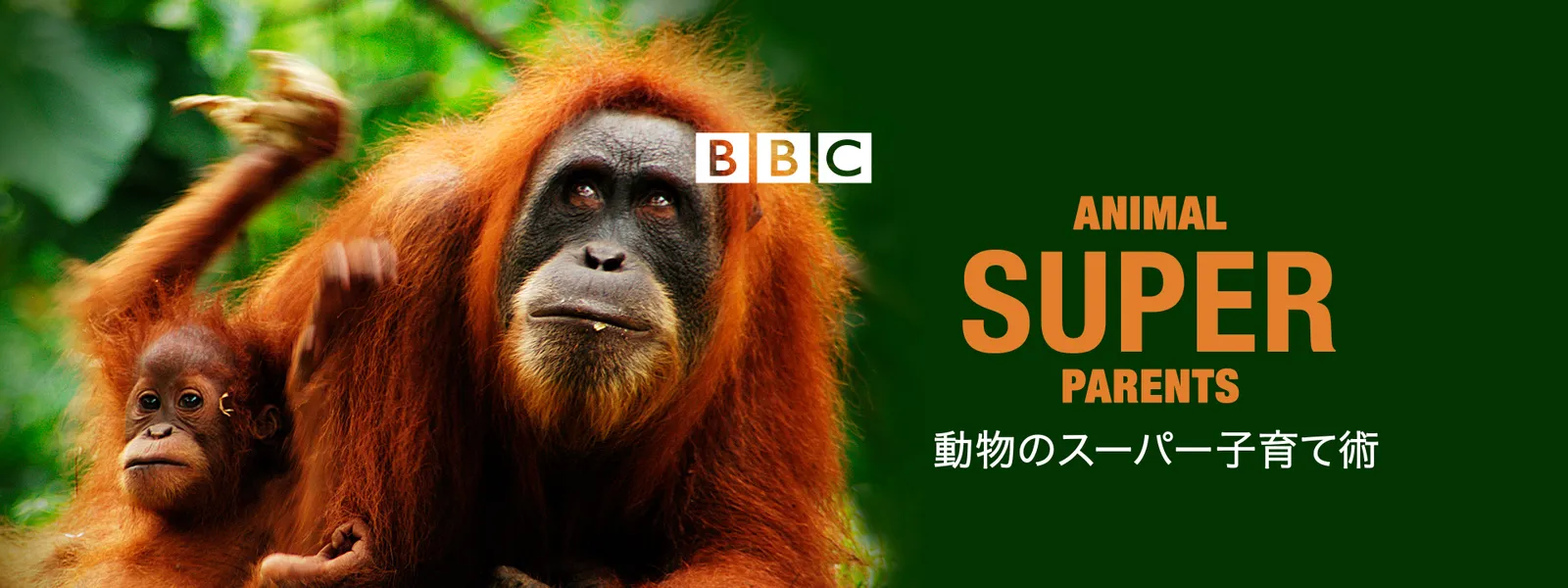 動物のスーパー子育て術 が見放題 Hulu フールー お試し無料 動物のスーパー子育て術 が見放題 Hulu フールー お試し無料