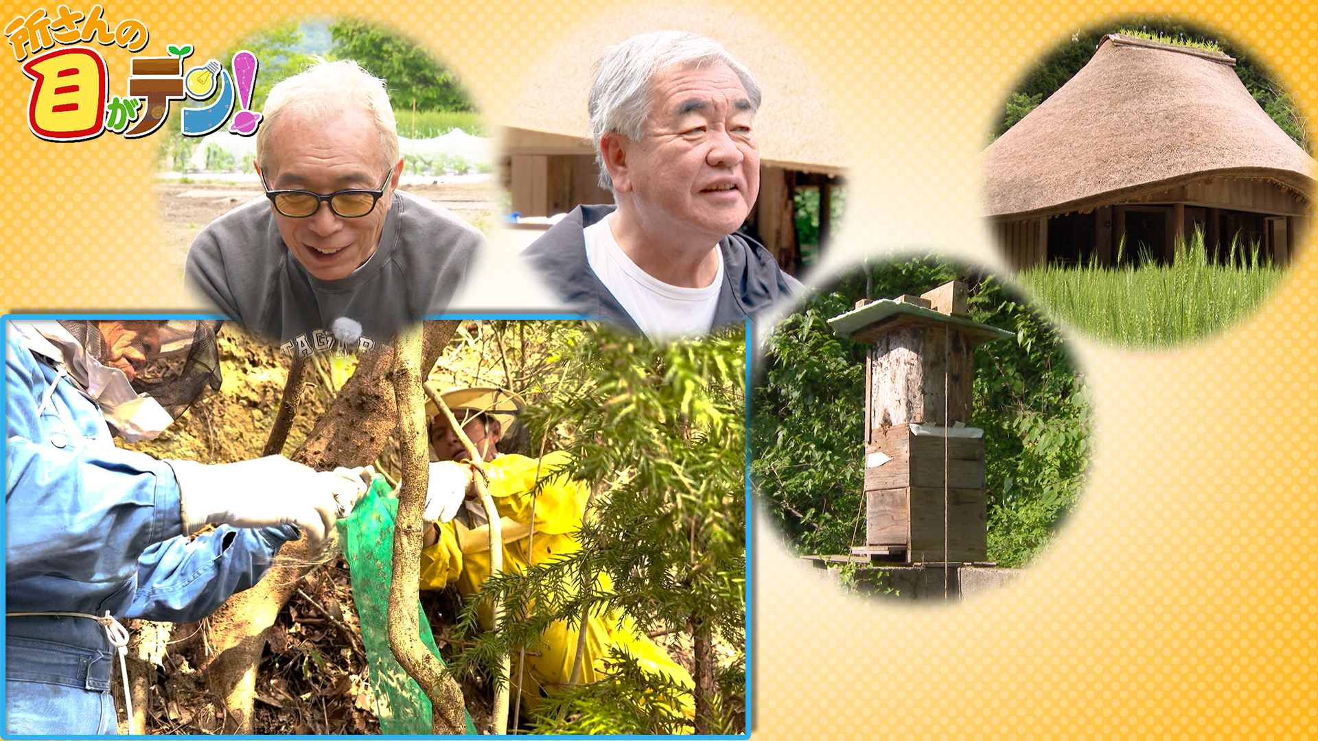 かがくの里でついに二ホンミツバチの分蜂の一部始終を撮影成功!